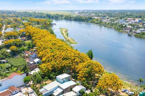 Đà Nẵng: Rực vàng sắc hoa sưa