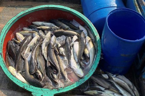 Cá bớp chết hàng loạt, nông dân Lý Sơn thiệt hại hàng chục tỉ đồng