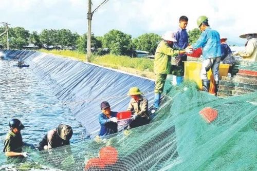 Cơ cấu lại ngành nông nghiệp, nâng cao chất lượng, giá trị sản phẩm