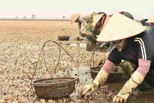 Ngao chết hàng loạt khiến người nuôi thiệt hại nặng