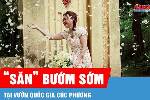 Du khách thích thú săn mùa bướm đến sớm ở Cúc Phương