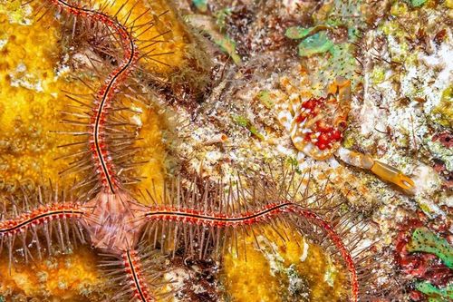 Sinh vật kỳ dị uốn éo dưới biển sâu, tự 'cắt tay' để sống sót