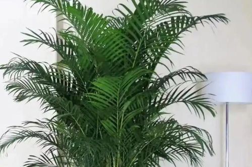 Trồng 4 loại cây này trong phòng khách với niềm tin tài lộc dồi dào