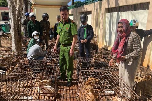 Phát hiện 70 con chó nhốt lồng sắt, công an phá đường dây trộm cắp quy mô lớn