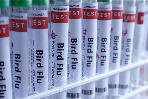 Biến thể cúm Super-K lây lan nhanh tại Australia