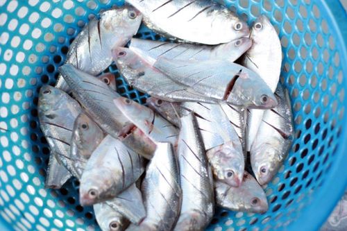 Loại cá bình dân nhưng ngon như đặc sản, lên mâm là hết sạch trong tích tắc