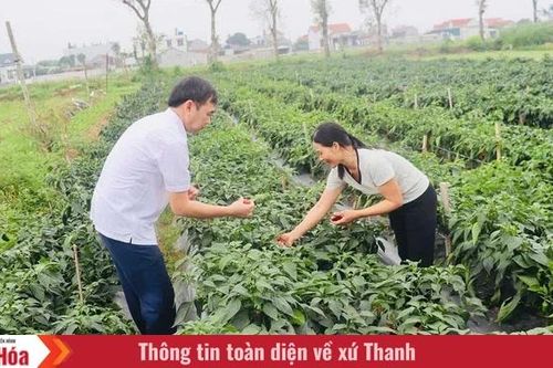 Sắc đỏ của ớt Jalapeno trên đất Nga Sơn
