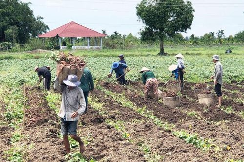 Khoai lang được giá, đầu ra vẫn bấp bênh