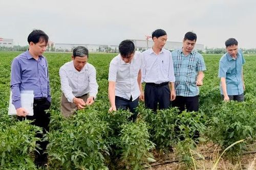 Bắc Ninh: Chuyển giao công nghệ, tiếp sức cho nhà nông