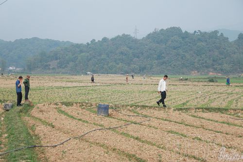 Trồng rau trên đất lúa một vụ