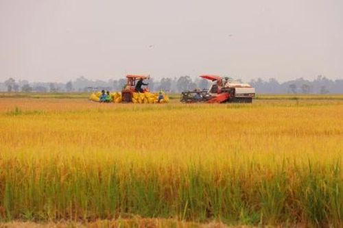 Khơi mạch sống cho vùng đất ngập nước
