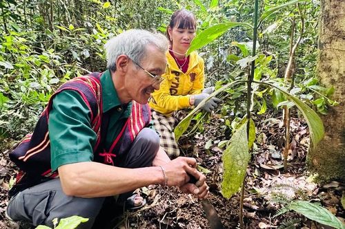 Giữ cây thuốc quý giữa đại ngàn An Toàn
