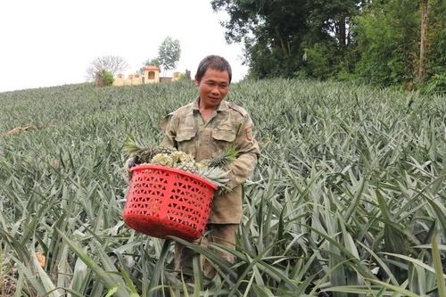 Tuấn Sơn: Nâng thu nhập từ dứa trái vụ