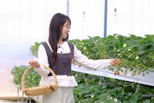 Khi nông nghiệp 'bắt nhịp' du lịch