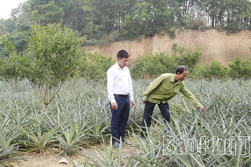 Dứa mật bén rễ, đất cằn thơm hương