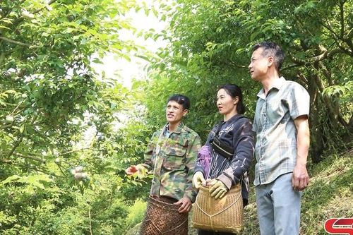 Phiêng Khoài đồng hành cùng doanh nghiệp, hợp tác xã