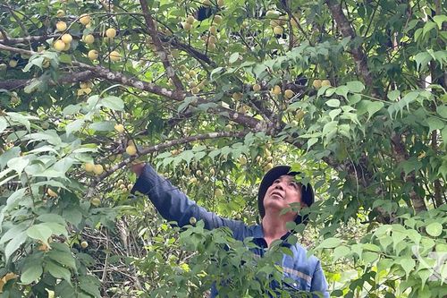 Cây mơ vàng hồi sinh trên đất khó