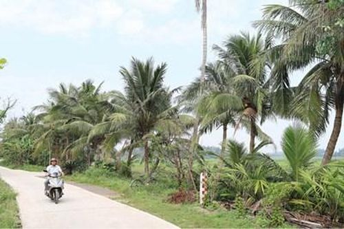 Mong chờ khôi phục làng dừa Mỹ Á