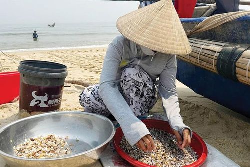Mùa ốc gạo biển - mùa vui của ngư dân
