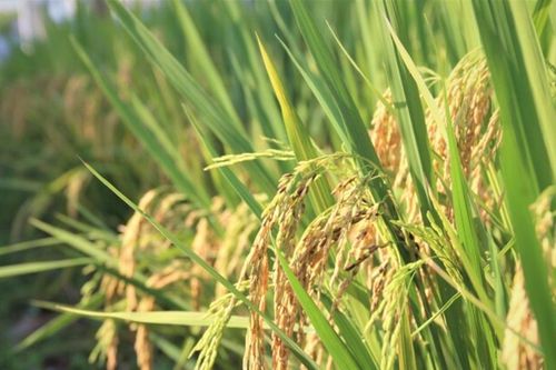 Việt Nam đề nghị EU sửa đổi danh mục gạo thơm ưu đãi thuế