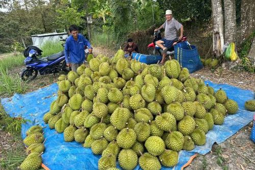 Giải quyết điệp khúc giá trái cây 'nhảy múa' thất thường ở Đồng bằng sông Cửu Long