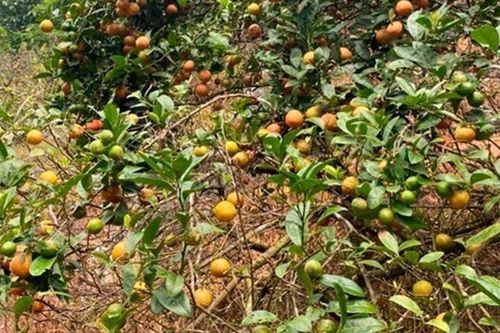 Loại quả 'tốt nhất thế giới' chỉ có ở Sơn La, trồng một lần thu hoạch nhiều năm, thành đặc sản tốt cho sức khỏe