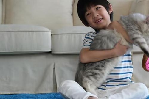 Cậu bé gần như mất thị lực vĩnh viễn do thói quen ôm mèo mà không rửa tay