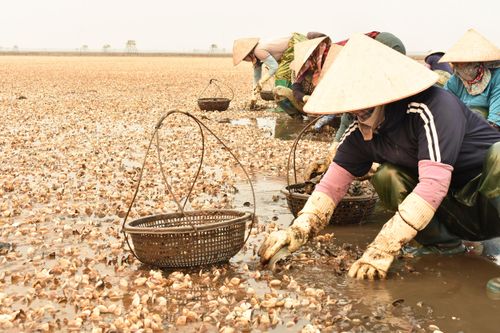 Ngao chết tới 90% sát ngày thu hoạch, ngư dân Hưng Yên mất trắng tiền tỷ