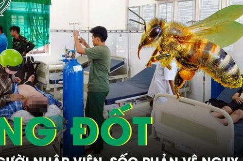 Cấp cứu thành công 3 trường hợp sốc phản vệ nguy kịch do bị ong đốt