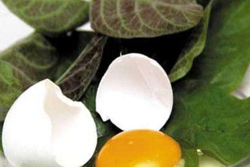 Tác dụng giải độc cơ thể của lá mơ lông