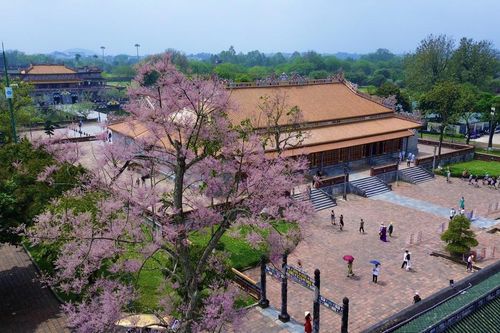 'Vương giả chi hoa' nở rộ trong Hoàng cung Huế