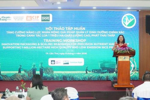 Tăng cường năng lực áp dụng và nhân rộng quản lý dinh dưỡng chính xác cho canh tác lúa 1 triệu ha chất lượng cao