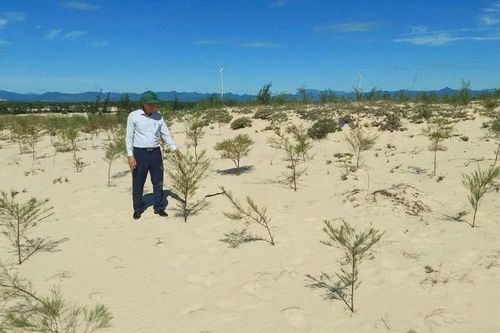 Quảng Trị triển khai trồng hơn 1.100 ha rừng thay thế với kinh phí 37,6 tỷ đồng