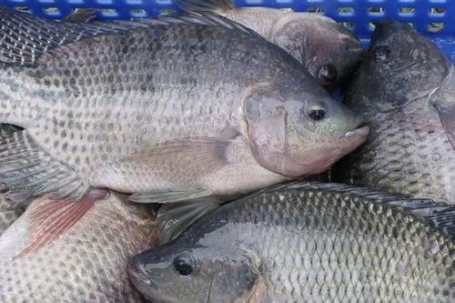 Cá rô phi tăng trưởng 'thần tốc' khi kim ngạch liên tục lập đỉnh