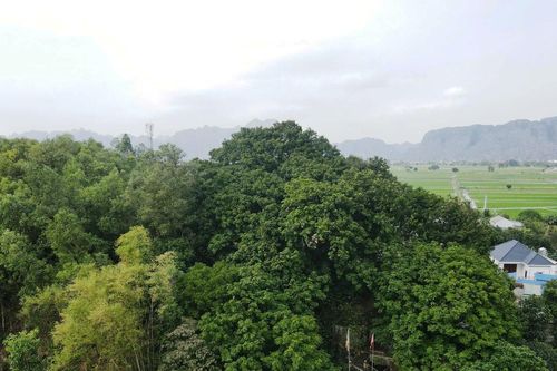 Cả làng bảo vệ 'báu vật' hàng trăm tuổi trên đồi Bích Sơn ở Ninh Bình