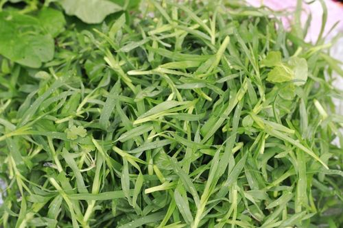 Loại cỏ mọc hoang cực kỳ mát gan, lợi tiểu