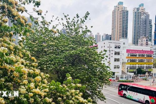Trung Quốc: Ngắm nhìn hoa bún khoe sắc khắp Hong Kong