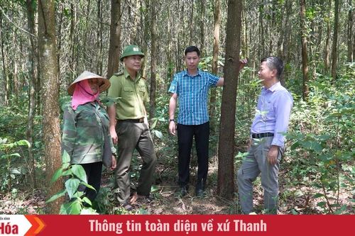 Liên kết sản xuất - Hướng đi bền vững của rừng Thanh Hóa