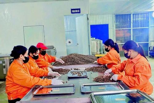 Phát triển sản phẩm OCOP từ cây sachi