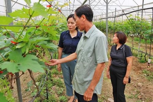 Xã Nhân Thắng: Khuyến khích tích tụ ruộng đất, phát triển nông nghiệp xanh