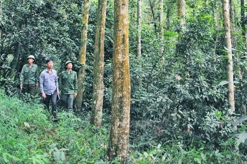 Công ty Lâm nghiệp Yên Thế đi đầu trong phát triển rừng gỗ lớn
