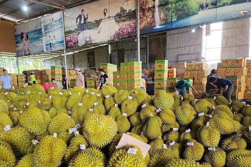 Giá sầu riêng hôm nay 8/4/2026: Duy trì ổn định