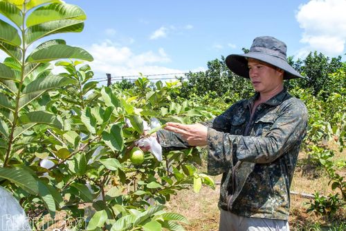 Giai đoạn 2026 - 2030, Khánh Hòa dự kiến chuyển đổi hơn 2.200ha cây trồng