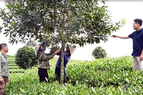 Đồi chè 'đón' quả mắc ca – hướng đi mới nâng cao giá trị sản xuất