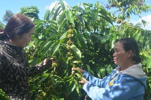 Nhân Cơ đẩy mạnh phát triển nông nghiệp công nghệ cao