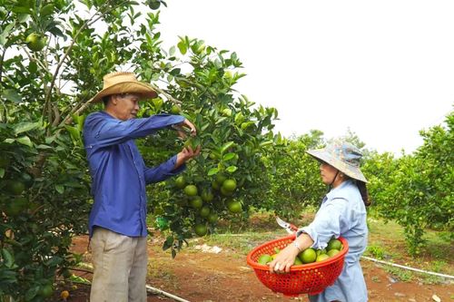Cam Lộ: Đánh thức tiềm năng kinh tế gò đồi