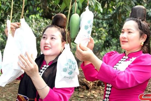 Phát động bao trái xoài phục vụ tiêu thụ, xuất khẩu năm 2026