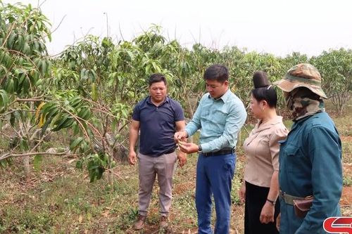 Mai Sơn chăm sóc cây ăn quả mùa nắng nóng