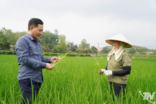 Giữ đất lúa để bảo đảm an ninh lương thực