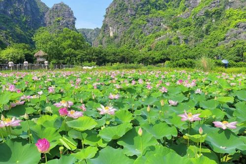 Mùa sen giữa lòng Hà Nội